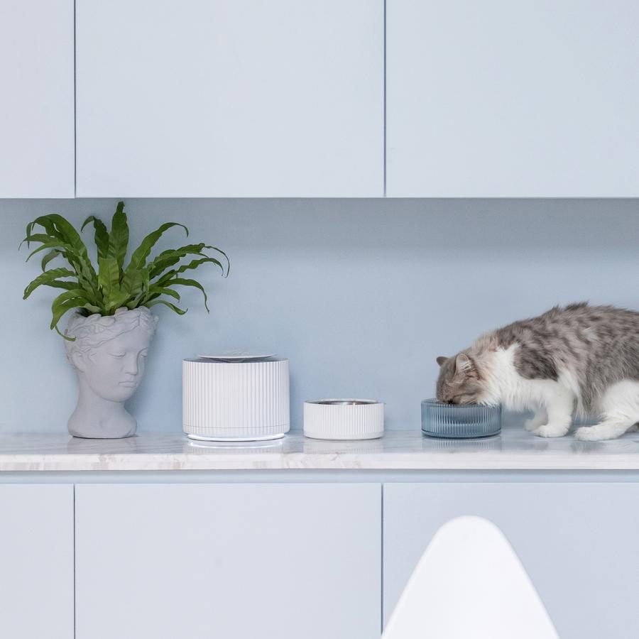 Contemporary Stainless Steel Pet Bowl in Blue